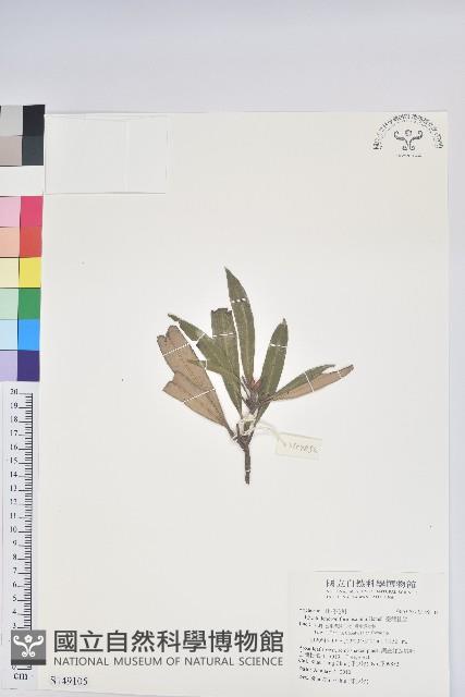 臺灣杜鵑藏品圖，第1張