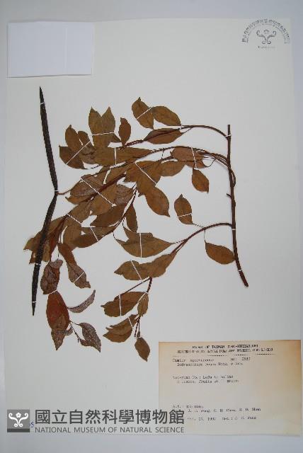 酸藤藏品圖，第1張