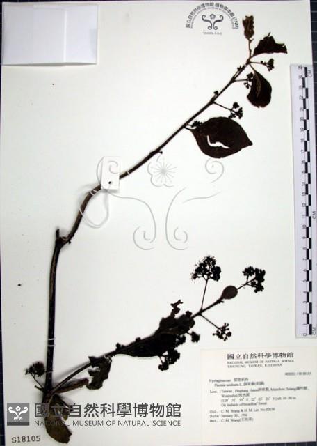 腺果藤、刺藤藏品圖，第1張