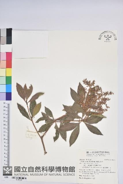 臺灣馬醉木藏品圖，第1張