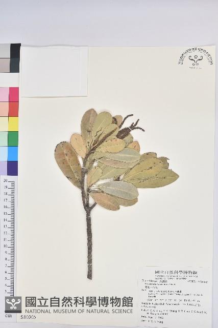 蘭嶼土沉香藏品圖，第1張