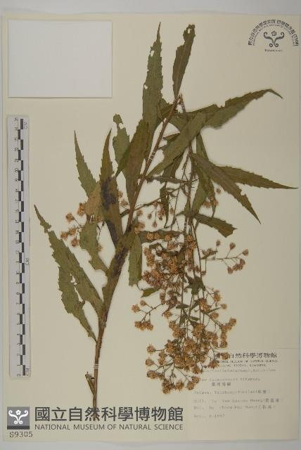 臺灣馬蘭藏品圖，第1張