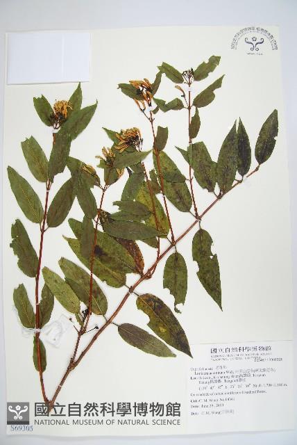 阿里山忍冬、漸尖葉忍冬藏品圖，第1張