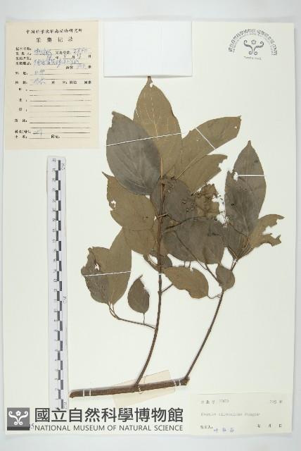 光皮樹藏品圖，第1張