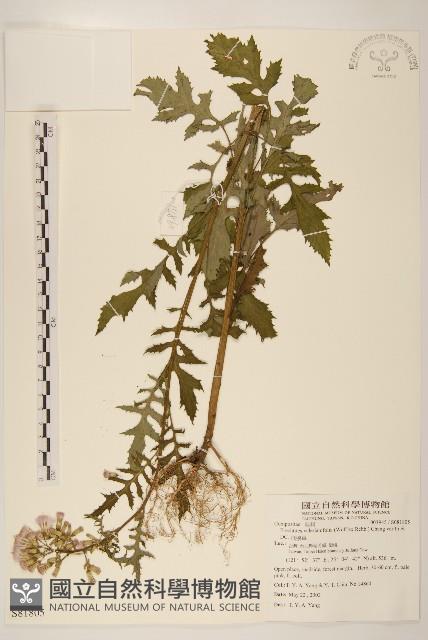 飛機草藏品圖，第1張