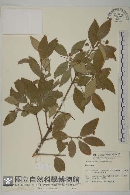 厚葉衛矛, 源一木藏品圖，第1張