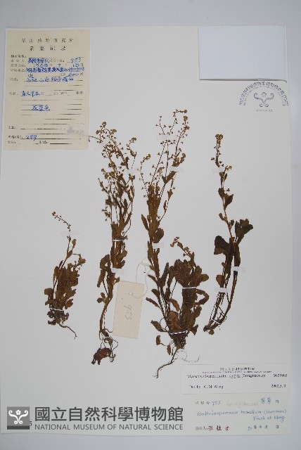 勿忘草藏品圖，第1張
