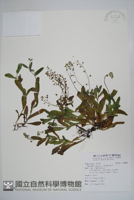 野勿忘草藏品圖，第1張