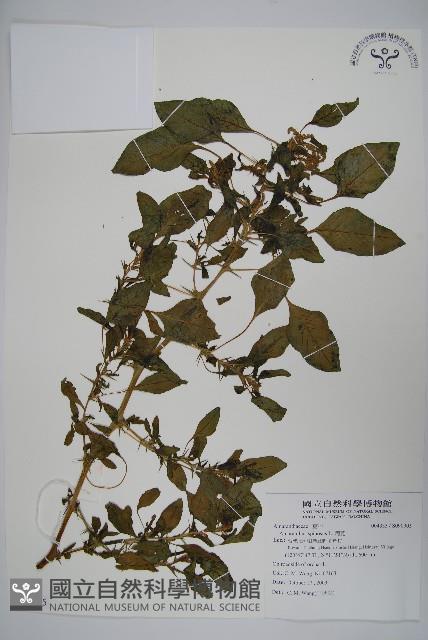 刺莧藏品圖，第1張