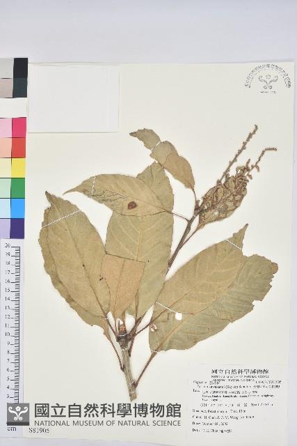 大葉石櫟、大葉校栗藏品圖，第1張