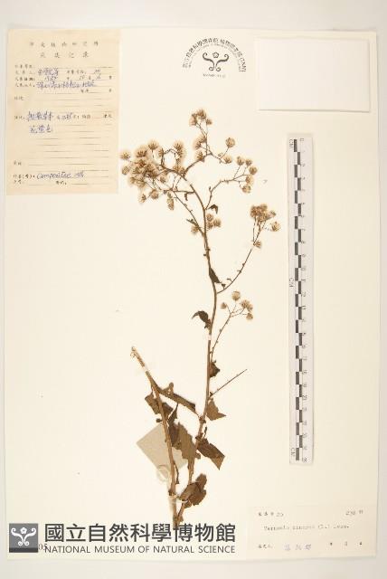 一枝香藏品圖，第1張