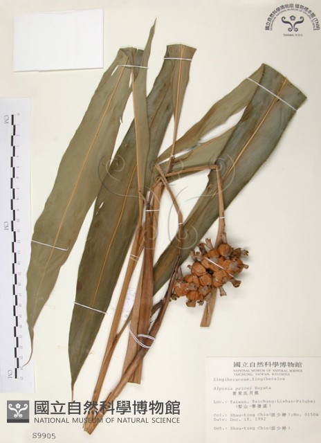 普萊氏月桃、短穗山姜藏品圖，第1張