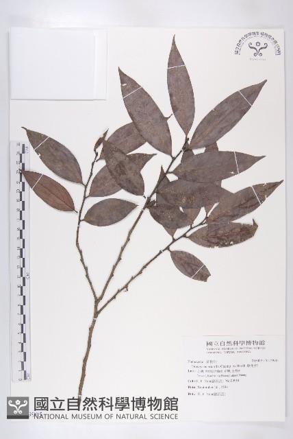 軟毛柿藏品圖，第1張