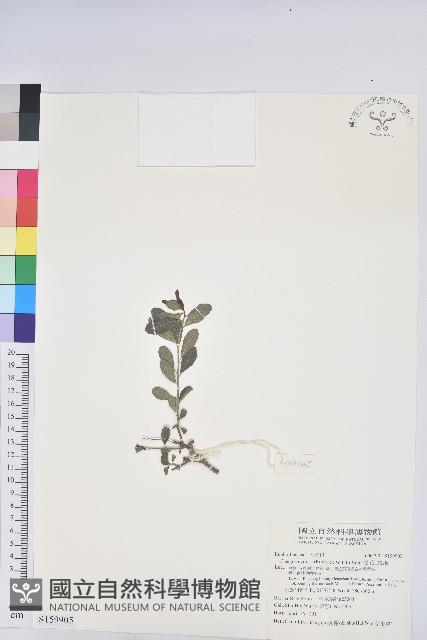 密花白飯樹藏品圖，第1張