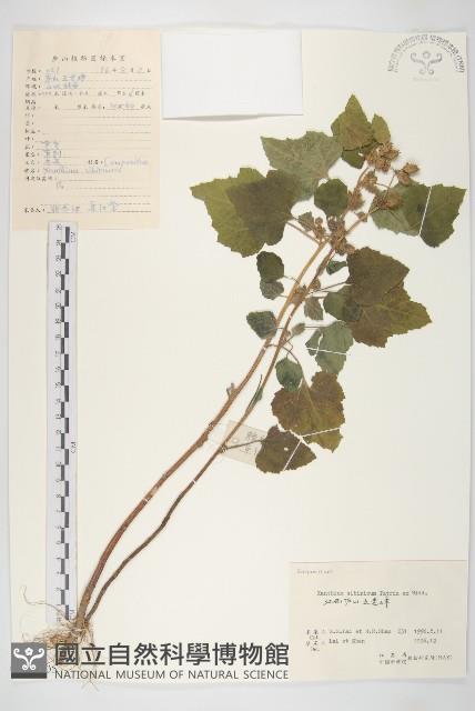 蒼耳藏品圖，第1張