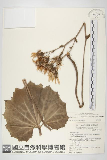 山菊藏品圖，第1張