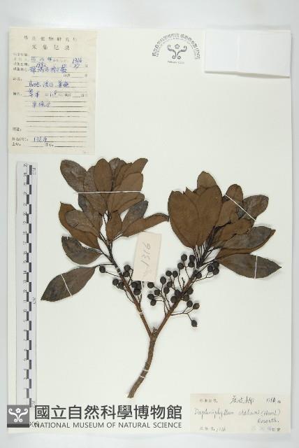 俄氏虎皮楠、蘭嶼虎皮楠、虎皮楠藏品圖，第1張