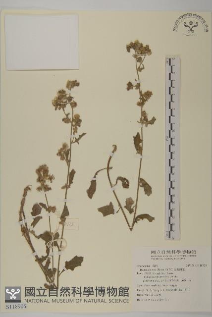 生毛將軍藏品圖，第1張