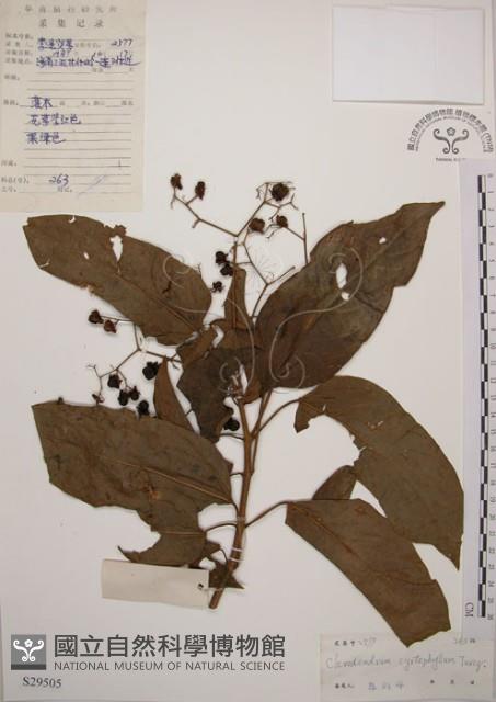 大青藏品圖，第1張