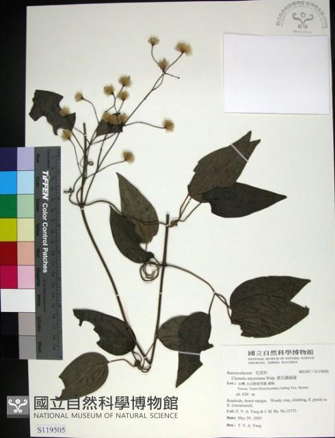 麥氏鐵線蓮藏品圖，第1張