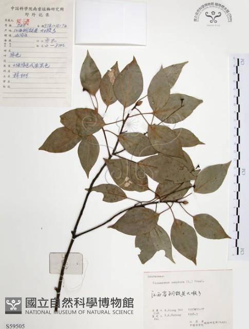 樟樹藏品圖，第1張