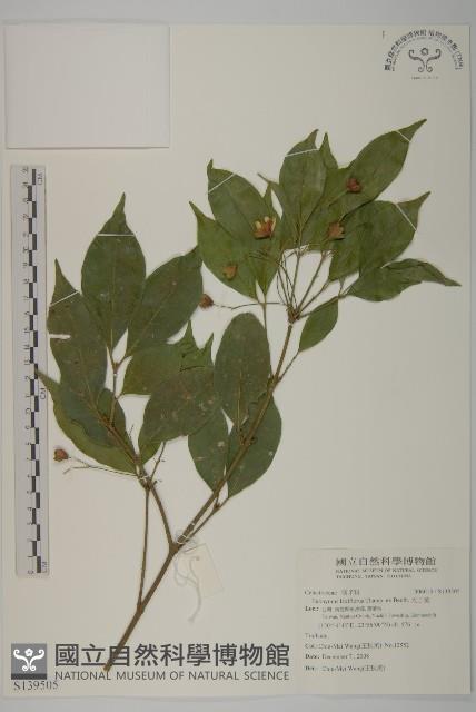 大丁黃藏品圖，第1張