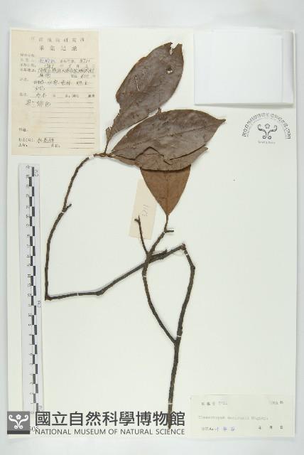 冬桃藏品圖，第1張