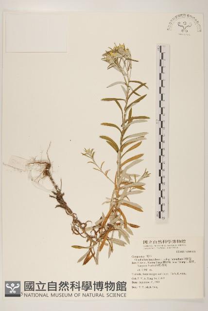 絲綿草藏品圖，第1張