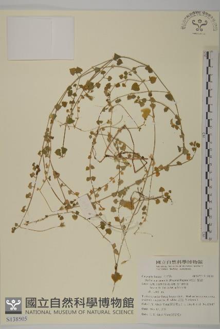 華八仙藏品圖，第1張