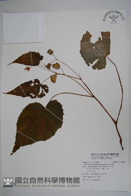 溪頭秋海棠藏品圖，第1張