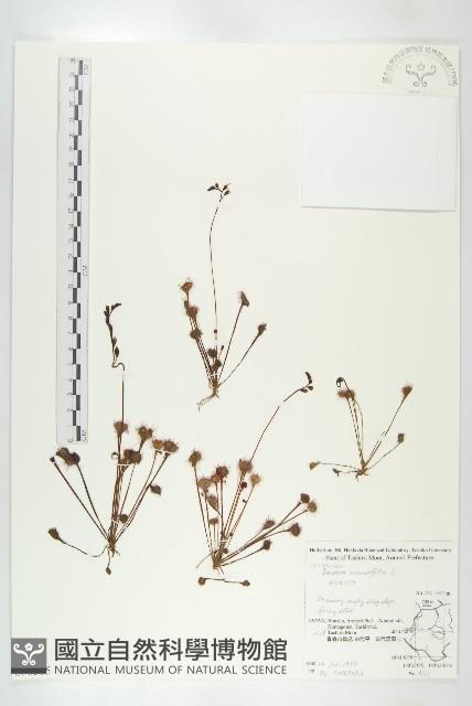 圓葉茅膏菜藏品圖，第1張