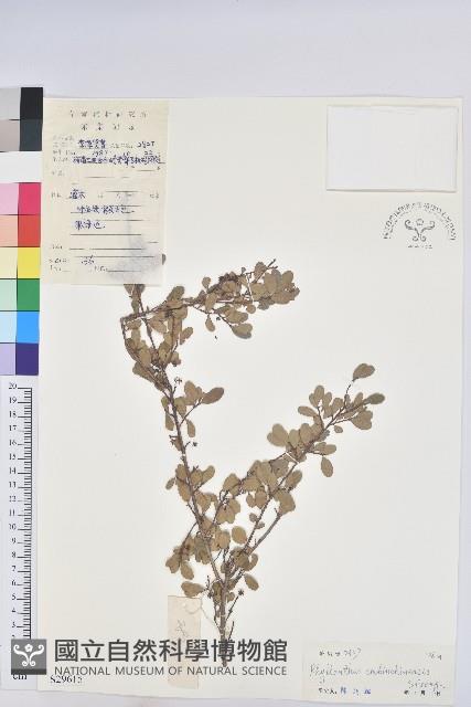 登錄號:S029615藏品圖，第1張