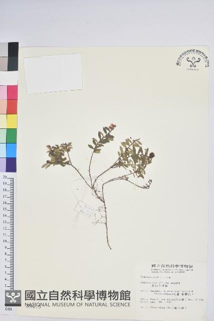 高山白珠樹藏品圖，第1張