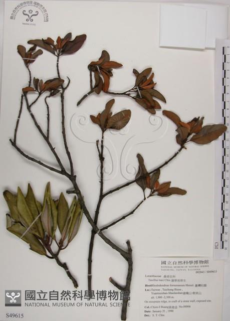 蓮華池桑寄生藏品圖，第1張