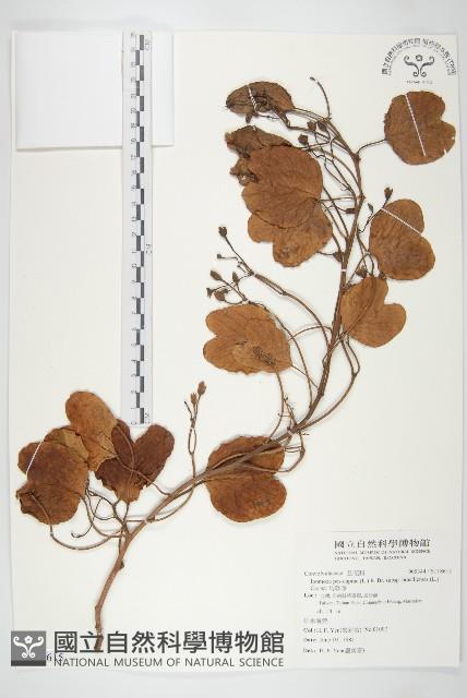 馬鞍藤藏品圖，第1張