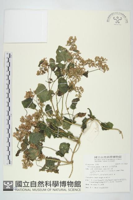 山豬枷藏品圖，第1張