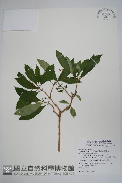 蘿芙木藏品圖，第1張