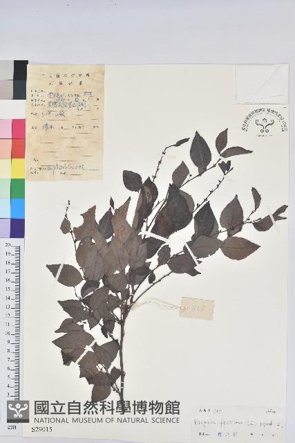 黑面神藏品圖，第1張