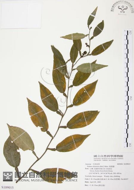 柚葉藤藏品圖，第1張