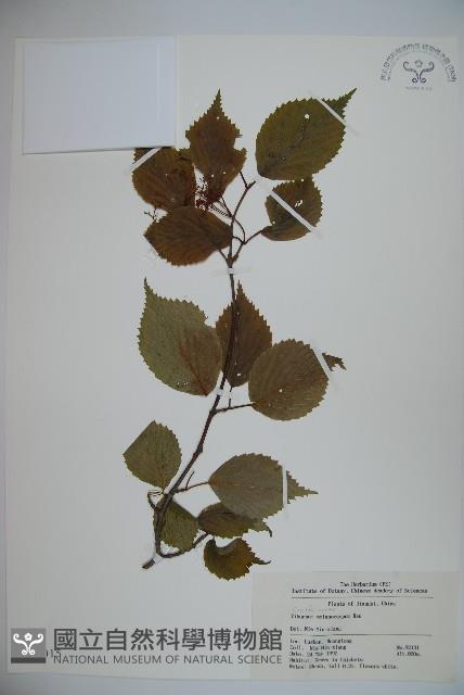 黑果莢迷藏品圖，第1張