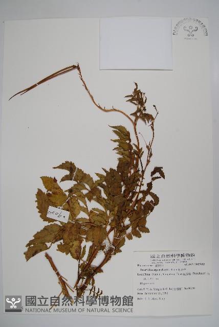 毛子草藏品圖，第1張