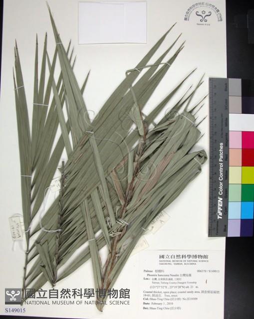 台灣海棗藏品圖，第1張