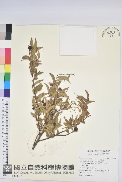 草沉香藏品圖，第1張