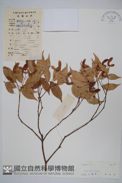 紅翅槭藏品圖，第1張