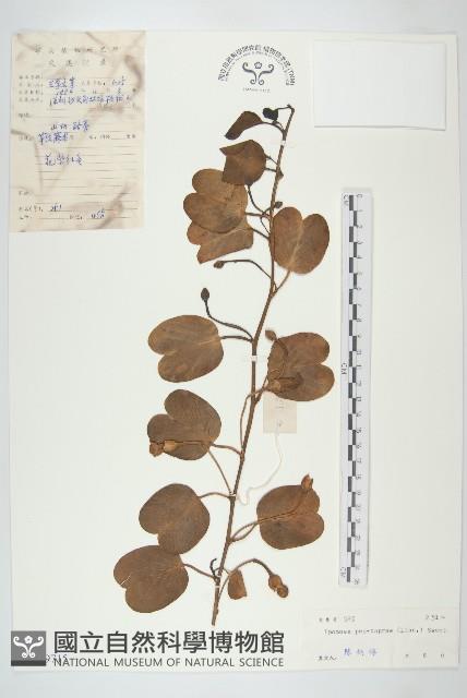 登錄號:S029715藏品圖，第1張