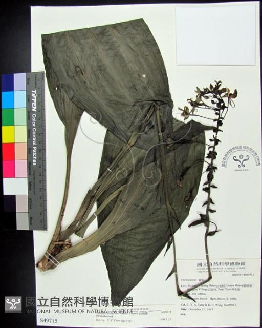 白鶴蘭藏品圖，第1張