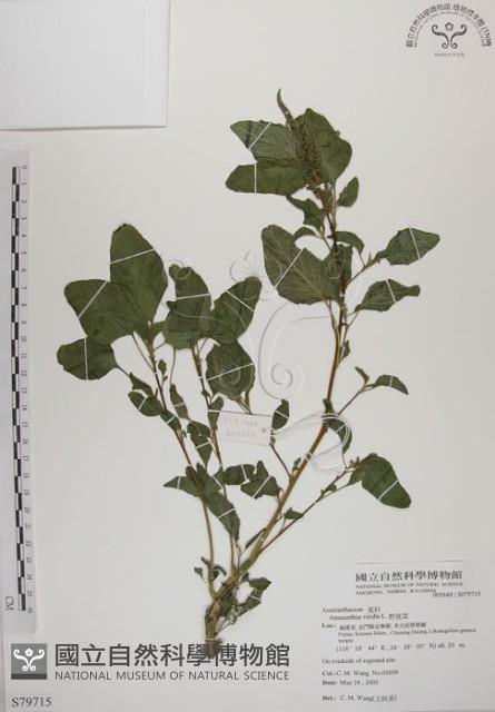 野莧菜藏品圖，第1張
