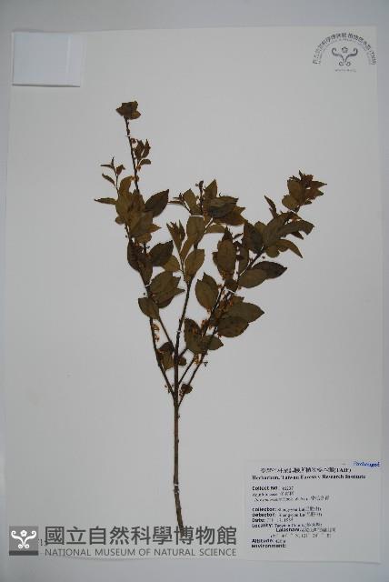 密毛假黃楊藏品圖，第1張