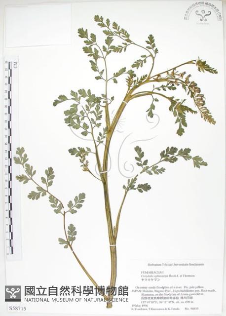 彎果黃菫藏品圖，第1張