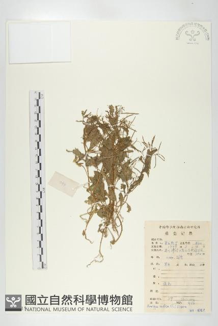 葶藶藏品圖，第1張